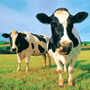 Vaca leiteira Vaca leiteira